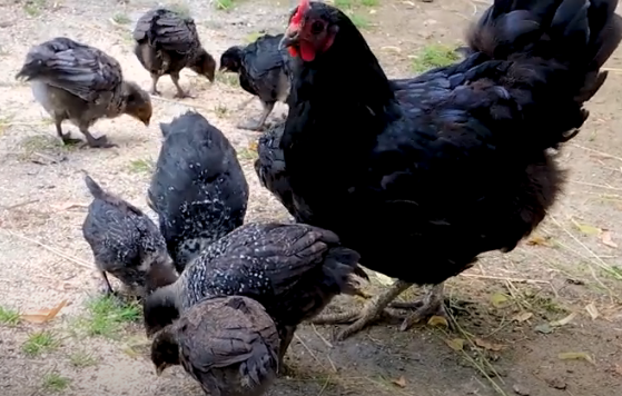 VIDEO: Hühnergesundheit